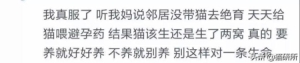 猫咪发情怎么办？如何帮助猫咪缓解发情痛苦？分享真正可行的方法