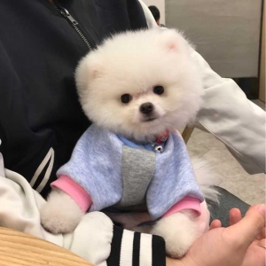 博美犬为什么泪痕总是很重？如何去掉泪痕？告诉你如何去泪痕