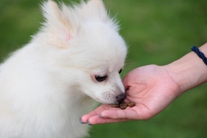 博美犬为什么泪痕总是很重？如何去掉泪痕？告诉你如何去泪痕