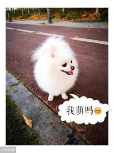 呆萌博美犬怎么样？介绍呆萌博美犬