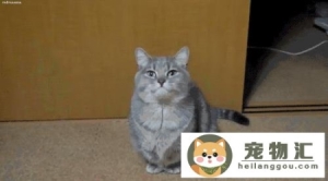 猫口臭流口水是怎么回事(猫猫流口水口臭怎么办)