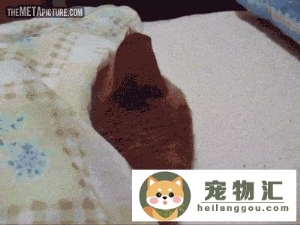 猫口臭流口水是怎么回事(猫猫流口水口臭怎么办)