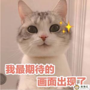 猫咪拉稀又拉血怎么办(猫咪拉稀又拉血怎么办啊)