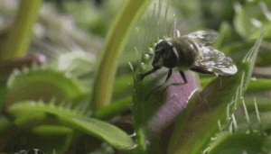 捕蝇草为什么是食物植物 食肉植物的高科技(5)