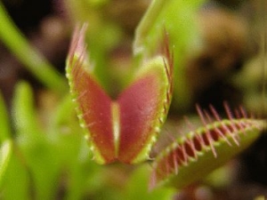 捕蝇草为什么是食物植物 食肉植物的高科技(7)