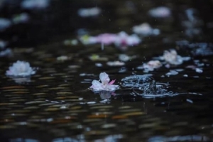 水仙子·咏雪原文及赏析