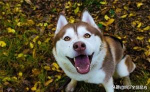 推荐5种比较适合当伴侣犬的狗狗，大家可以试着养一下！