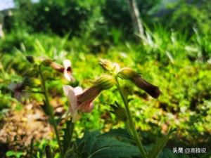 小浪底水力发电站旅游区（小浪底水利枢纽风景区）(6)