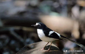 科普 | 白额燕尾，中国鸲鹟科鸟类，分享大家欣赏