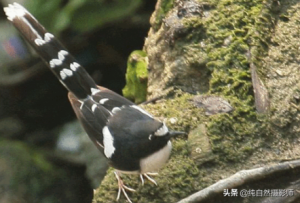科普 | 白额燕尾，中国鸲鹟科鸟类，分享大家欣赏