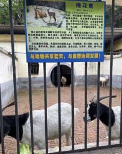 “非洲狮的好朋狗”？动物园回应圈养鸡羊狗：珍稀品种 非普通家禽