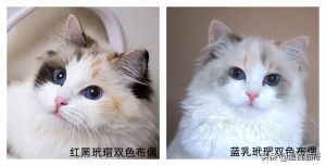 中华田园猫丨玳瑁猫的过去与现状