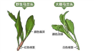 马兰头图片功效与作用 马兰头图片及识别方法