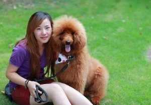 贵宾犬和泰迪的区别,巨型贵宾犬和泰迪犬的六大区别