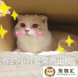 猫咪怎么表达喜欢你（猫咪表达情感的方式）