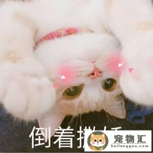 猫咪怎么表达喜欢你（猫咪表达情感的方式）