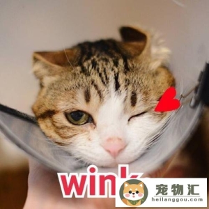 猫咪怎么表达喜欢你（猫咪表达情感的方式）