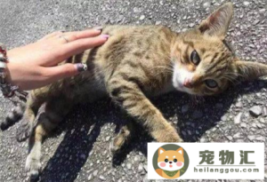 猫咪怎么表达喜欢你（猫咪表达情感的方式）