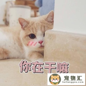 猫咪怎么表达喜欢你（猫咪表达情感的方式）