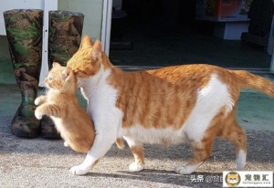 猫咪怎么表达喜欢你（猫咪表达情感的方式）