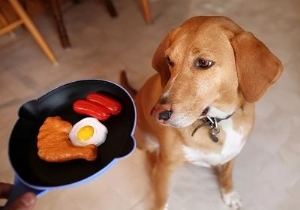 狗厌食精神不振怎么回事,狗狗胃口不好厌食怎么办