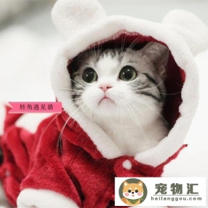 猫有什么品种（猫一般分为多少品种）