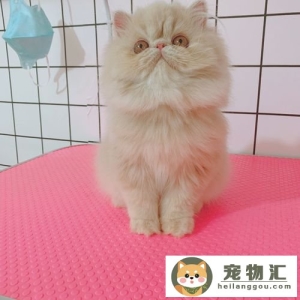 猫有什么品种（猫一般分为多少品种）