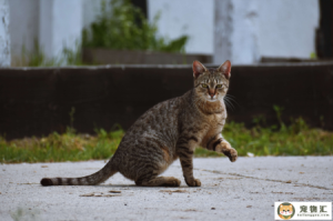 猫有什么品种（猫一般分为多少品种）