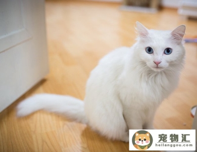 猫有什么品种（猫一般分为多少品种）