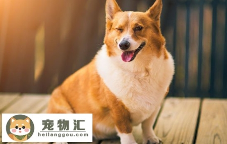 柯基的优缺点你知道吗 柯基犬到底怎么样