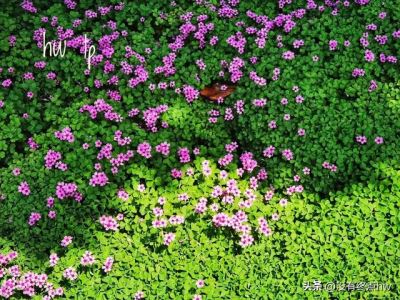 南京最有名气的景点（假期在这发呆赏花观白鹭）(11)