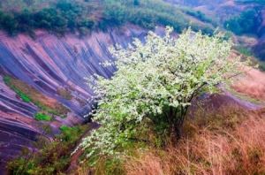 赣州峰山自驾游最佳路线（乐昌九峰山赏花）(10)