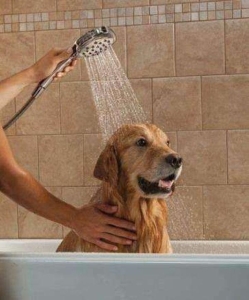 在家怎么给狗狗洗澡？介绍一下给狗狗洗澡的正确步骤，铲屎官赶紧学起来