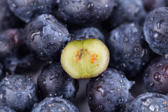 蓝莓中的花青素含量很高吗？
