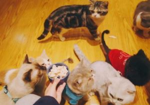 除了要给猫咪吃猫粮外，猫咪吃这5种食物营养会更充足哦！