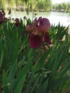 白色鸢尾花适合种阳台上吗（花朵特别鲜艳的鸢尾花）(1)