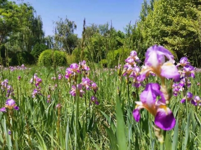 白色鸢尾花适合种阳台上吗（花朵特别鲜艳的鸢尾花）(4)