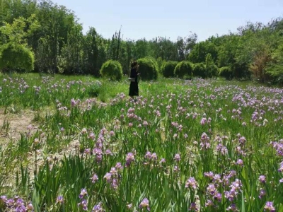 白色鸢尾花适合种阳台上吗（花朵特别鲜艳的鸢尾花）(5)