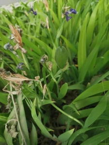 白色鸢尾花适合种阳台上吗（花朵特别鲜艳的鸢尾花）(7)