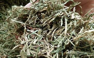 伸筋草的药用功效与主治 伸筋草的副作用2021最新详解