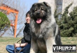 世界上体型最大的犬 高加索犬已有3000多年历史(高60厘米)