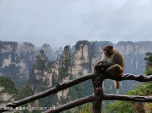 张家界想去森林公园，天门山，大峡谷，武陵源。3天半时间怎么安排，住哪