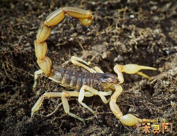 盘点十大世界上最毒的蝎子，巴勒斯坦毒蝎瞬间毒死人(图片)