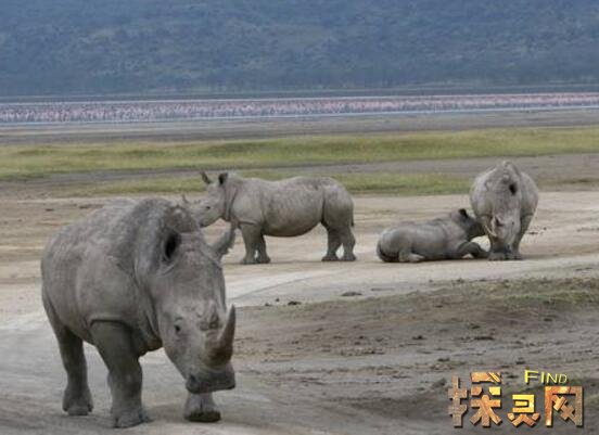 世界珍稀动物仅剩一只雌性的白犀牛，实施安乐死(只剩2雄性)