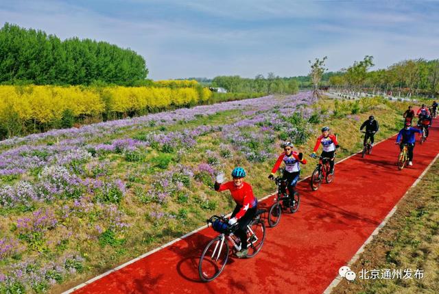 北京七大重点区域骑行路线推荐（城市副中心运河骑游季来啦）(4)
