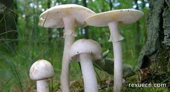 世界上毒性最大最强的蘑菇