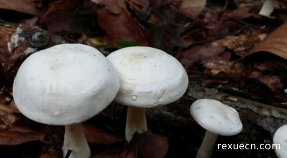 世界上毒性最大最强的蘑菇