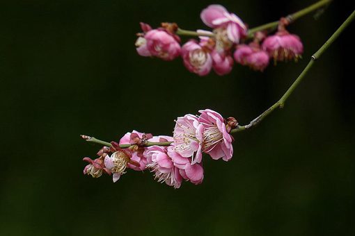 疏影横斜水清浅暗香浮动月黄昏的意思