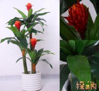 家中养什么花招财并聚财，盘点好看又好养的招财花卉