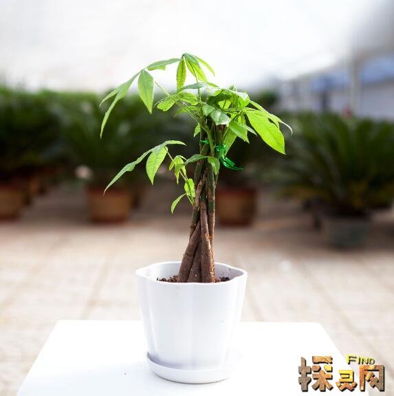 阳台种什么植物风水好，盘点十大阳台化煞招财植物